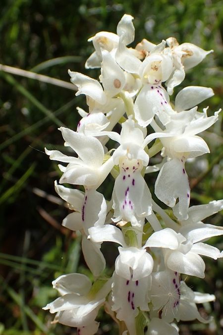 Orchis mascula  - François Rolland