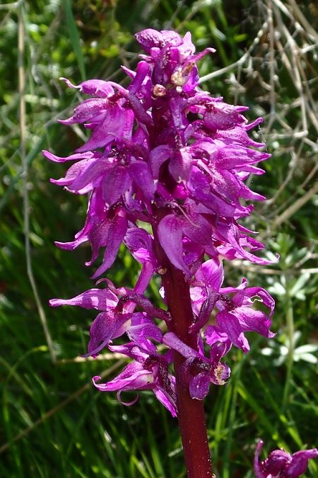 Orchis mascula  - François Rolland