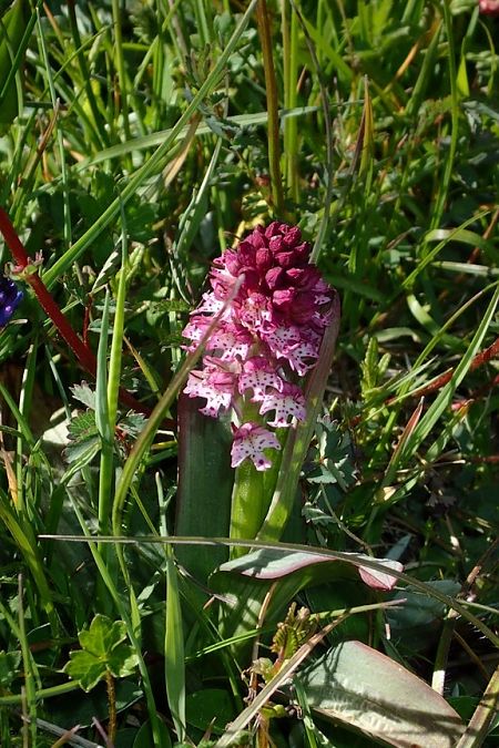 Neotinea ustulata  - François Rolland