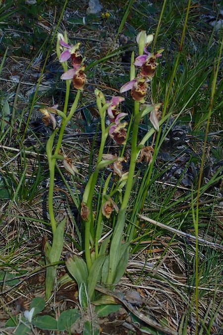 Ophrys fuciflora subsp. druentica  - François Rolland