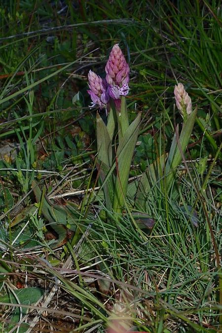 Neotinea tridentata  - François Rolland