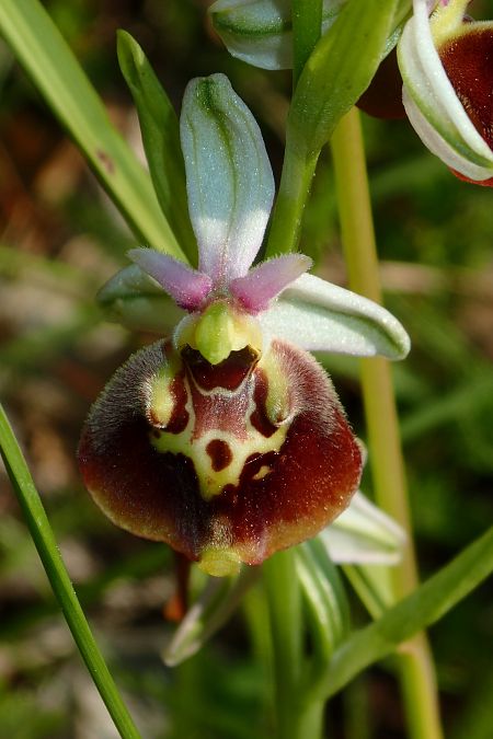 Ophrys fuciflora subsp. druentica  - François Rolland