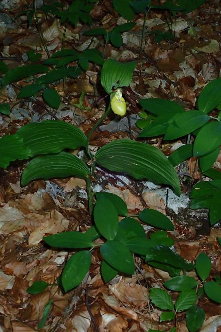 Cypripedium calceolus  - François Rolland