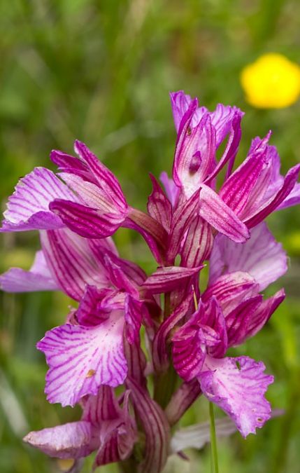 Anacamptis papilionacea var. expansa  - Robert Malrieu