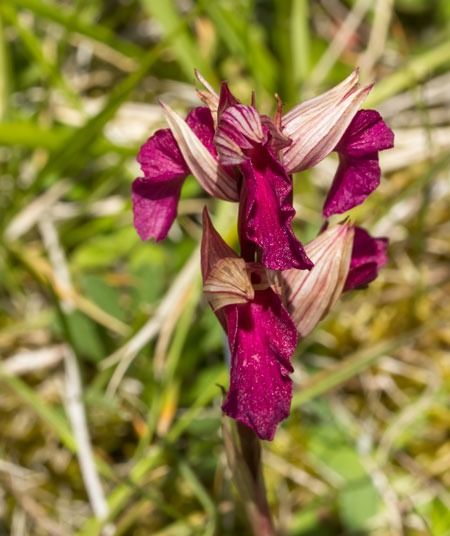Anacamptis papilionacea var. expansa  - Robert Malrieu