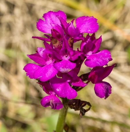 Anacamptis papilionacea var. expansa  - Robert Malrieu