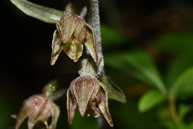 Epipactis microphylla  - Jean-Christophe Blanchard
