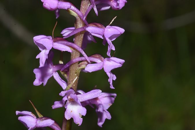 Gymnadenia pyrenaica  - Jean-Christophe Blanchard