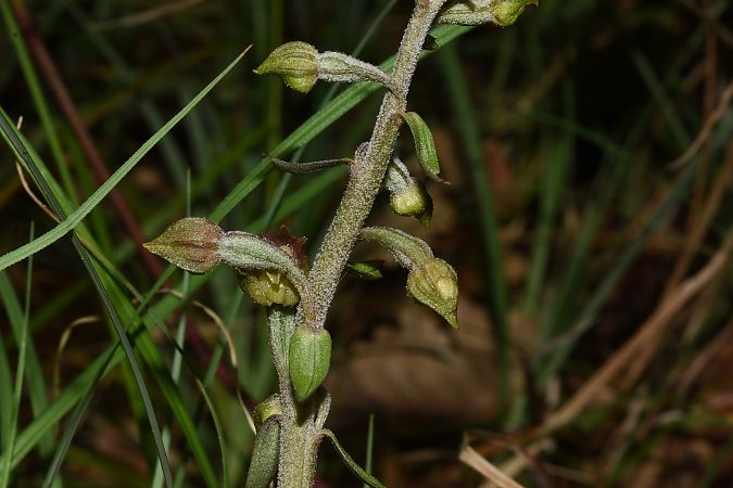 Epipactis microphylla  - Jean-Christophe Blanchard