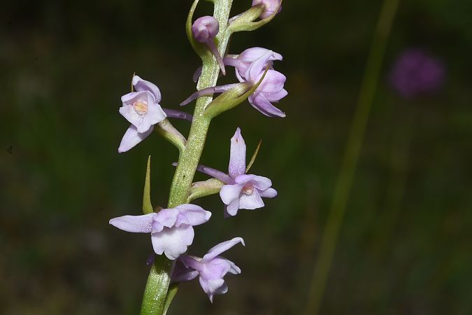 Gymnadenia pyrenaica  - Jean-Christophe Blanchard