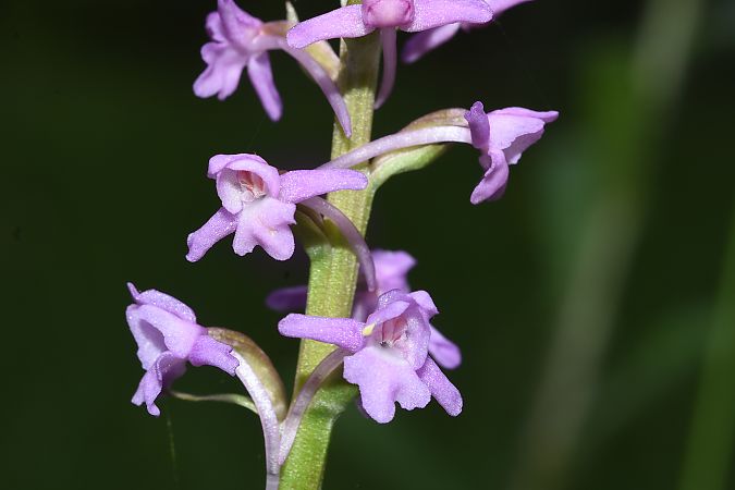 Gymnadenia pyrenaica  - Jean-Christophe Blanchard