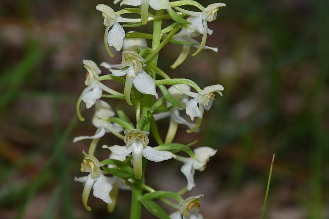 Platanthera chlorantha  - Jean-Christophe Blanchard