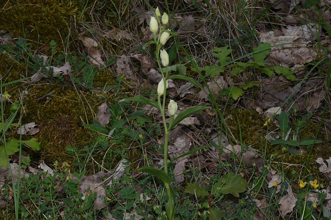 Cephalanthera damasonium  - Jean-Christophe Blanchard