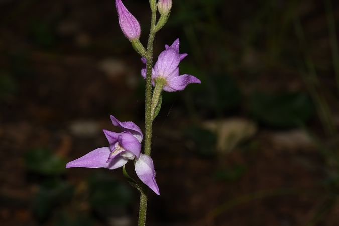 Cephalanthera rubra  - Jean-Christophe Blanchard