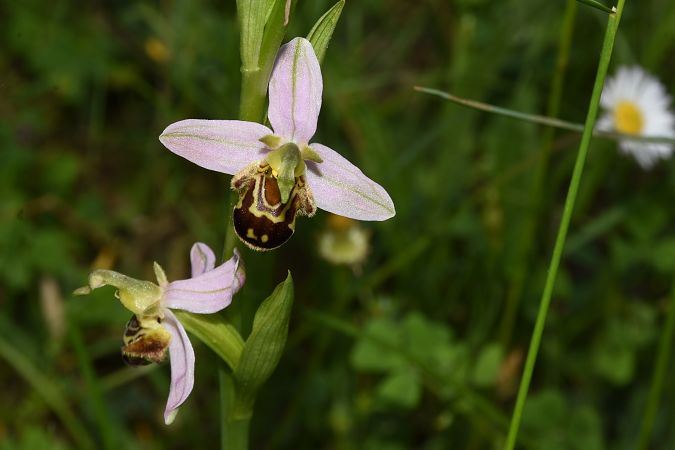 Ophrys apifera  - Jean-Christophe Blanchard