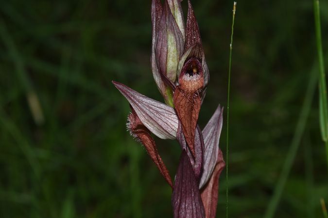Serapias vomeracea  - Jean-Christophe Blanchard