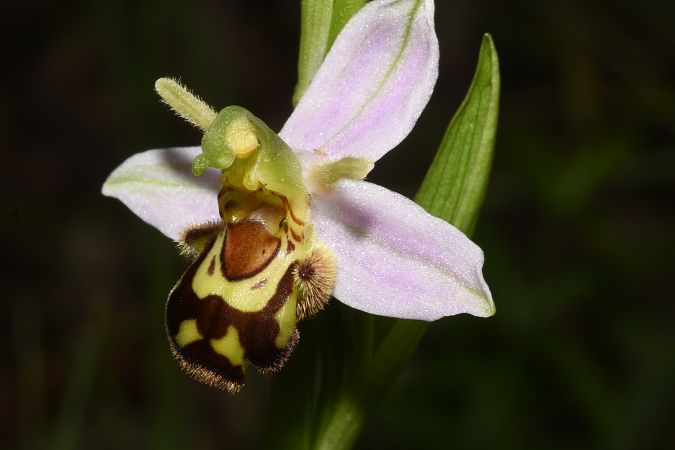 Ophrys apifera var. aurita  - Jean-Christophe Blanchard