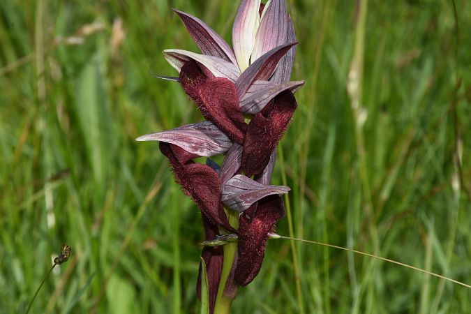 Serapias cordigera  - Jean-Christophe Blanchard