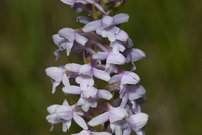 Gymnadenia pyrenaica  - Jean-Christophe Blanchard