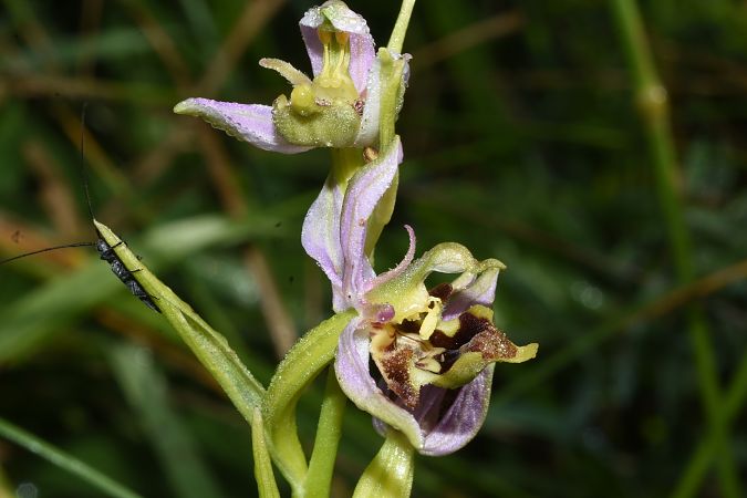 Ophrys apifera var. curviflora  - Jean-Christophe Blanchard