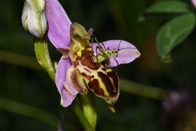 Ophrys apifera var. trollii  - Jean-Christophe Blanchard