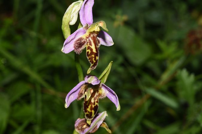Ophrys apifera var. trollii  - Jean-Christophe Blanchard