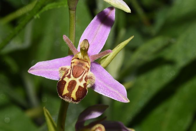 Ophrys apifera var. aurita  - Jean-Christophe Blanchard