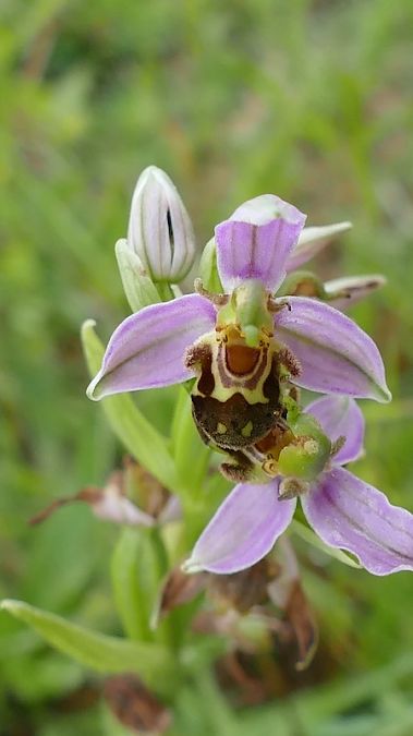 Ophrys apifera  - Nicole Taillandier