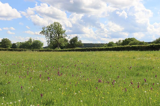 Dactylorhiza majalis  - Vincent Gillet (21)