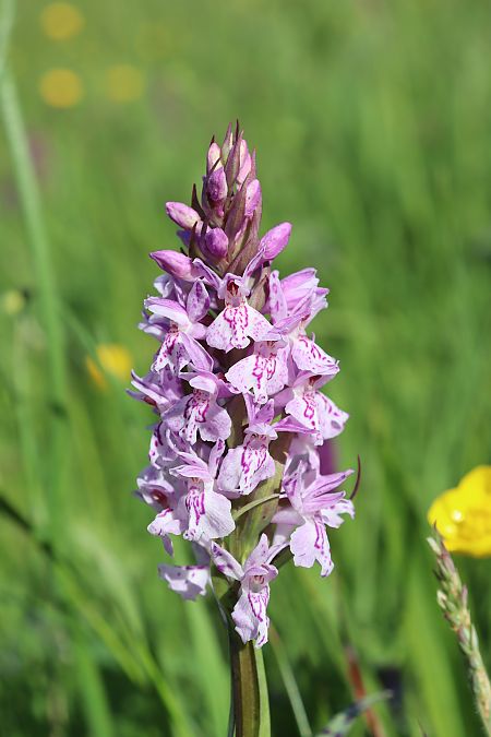 Dactylorhiza maculata  - Vincent Gillet (21)