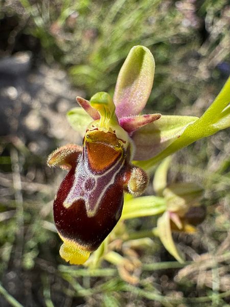 Ophrys corbariensis  - Nadine Duche