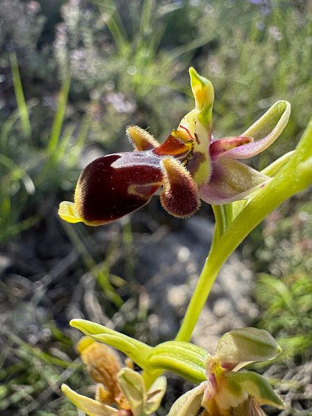 Ophrys corbariensis  - Nadine Duche