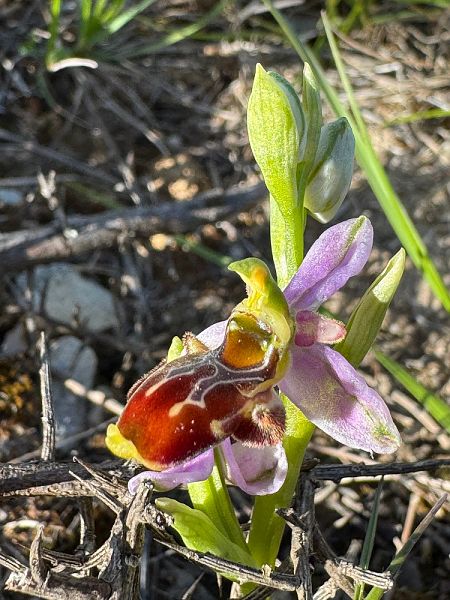 Ophrys corbariensis  - Nadine Duche