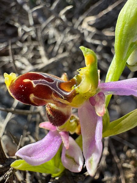 Ophrys corbariensis  - Nadine Duche