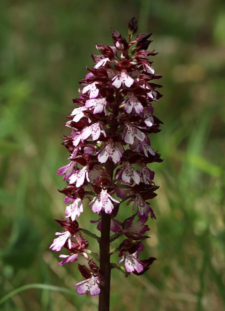 Orchis purpurea  - Anonyme