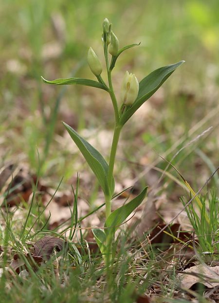 Cephalanthera damasonium  - Anonyme