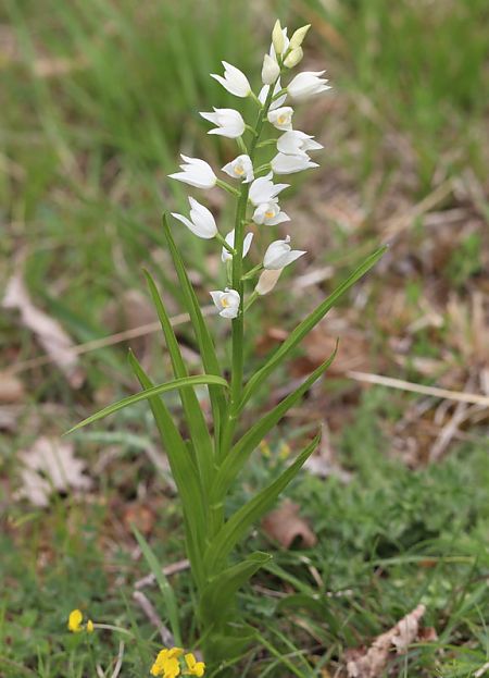 Cephalanthera longifolia  - Anonyme