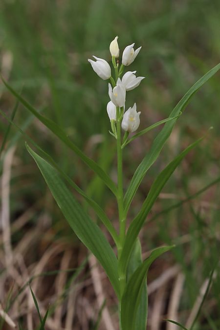 Cephalanthera longifolia  - Anonyme