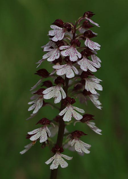 Orchis purpurea  - Anonyme