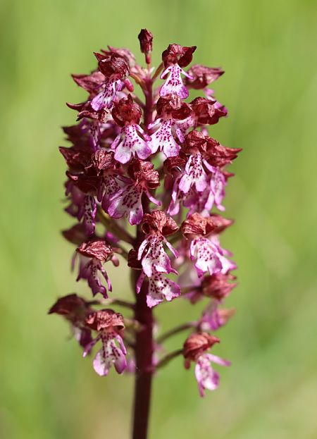 Orchis purpurea  - Anonyme