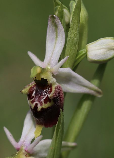 Ophrys vetula  - Anonyme