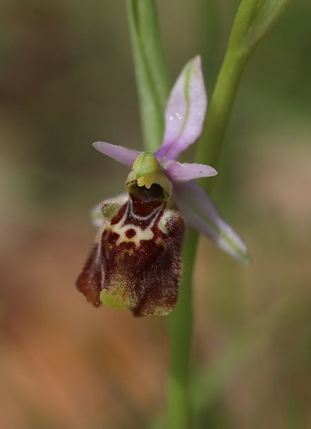 Ophrys vetula  - Anonymous