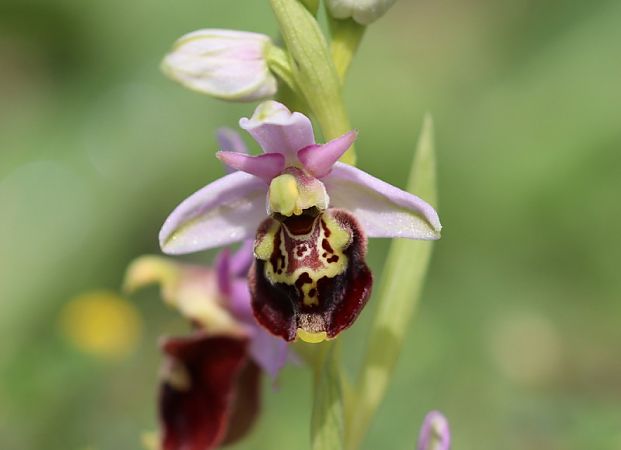 Ophrys vetula  - Anonyme