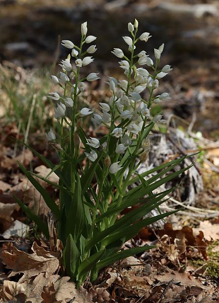 Cephalanthera longifolia  - Anonyme