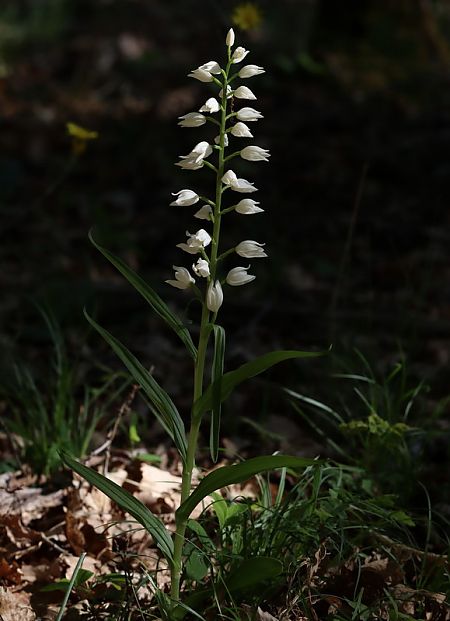Cephalanthera longifolia  - Anonyme