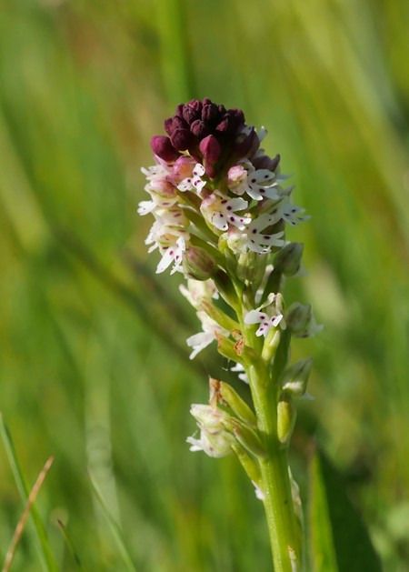 Neotinea ustulata  - Jacques Gilardin