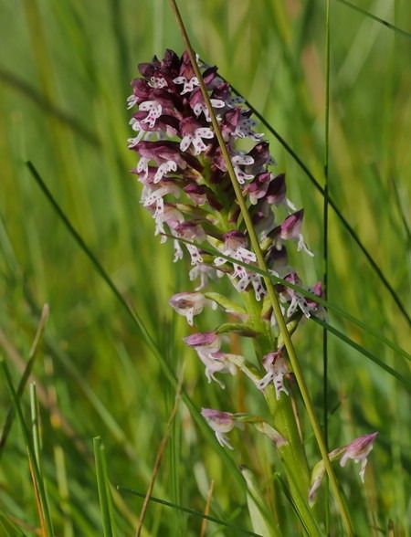 Neotinea ustulata  - Jacques Gilardin