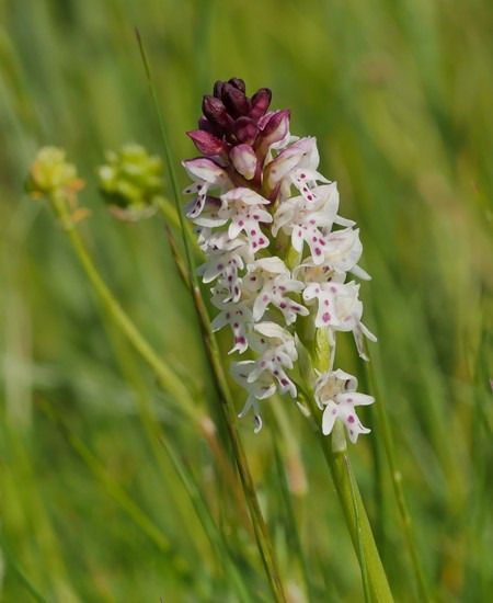 Neotinea ustulata  - Jacques Gilardin