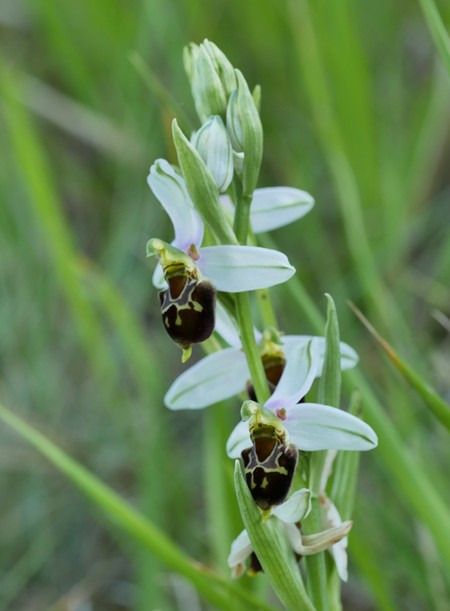 Ophrys fuciflora  - Jacques Gilardin