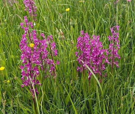 Anacamptis laxiflora  - Jacques Gilardin